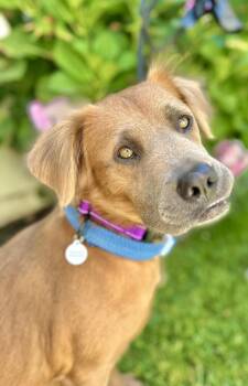 Rescue Golden Retriever and Chow Chow Dogs for Adoption in Newport Beach, California - Summer | PetCurious