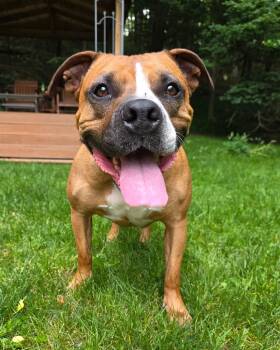 Blaze -  Labrador Retriever and Pit Bull Terrier Dog for Adoption in Darien Center, New York - Blaze | PetCurious