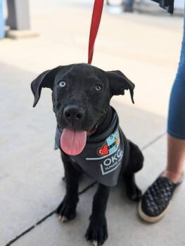 Roo -  Great Dane and Black Labrador Retriever Dog for Adoption in Okmulgee, Oklahoma - Roo | PetCurious