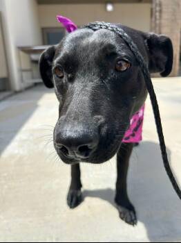 Mama MacKenzie -  Labrador Retriever Dog for Adoption in San Diego, California - Mama MacKenzie | PetCurious