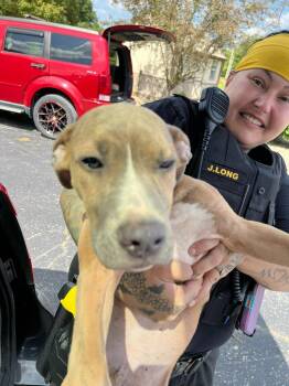 Flute -  Boxer and Pit Bull Terrier Dog for Adoption in Hillsboro, Ohio - Flute | PetCurious