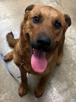 Rescue Labrador Retriever and Shepherd Dogs for Adoption in Lockhart, Texas - Courage | PetCurious