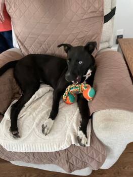 Rescue Pit Bull Terrier and Mixed Breed Dogs for Adoption in Maryville, Tennessee - Pearl | PetCurious