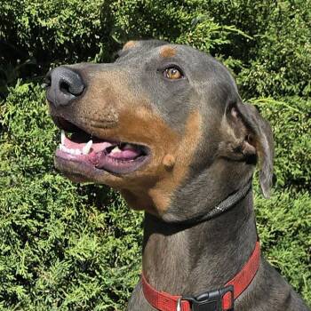 Rescue Doberman Pinscher Dogs for Adoption in North Valley, New Mexico - Handsome Mr Hendrix = WOW !!! | PetCurious