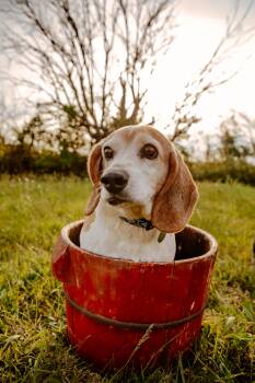 Beagle Dogs Available for Adoption in Dowelltown, Tennessee - Huckleberry | PetCurious