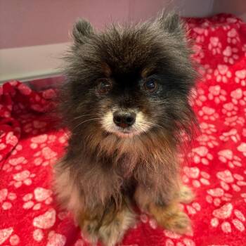 IVHS-Stray-142192 -  Pomeranian Dog for Adoption in San Gabriel, California - IVHS-Stray-142192 | PetCurious
