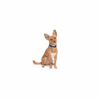 Daryl Hall -  Mixed Breed Dog Available for Adoption in Los Angeles, California - Daryl Hall | PetCurious