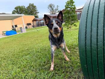 Nemo -  Cattle Dog and Australian Cattle Dog Blue Heeler Dog for Adoption in Lakeland, Florida - Nemo | PetCurious