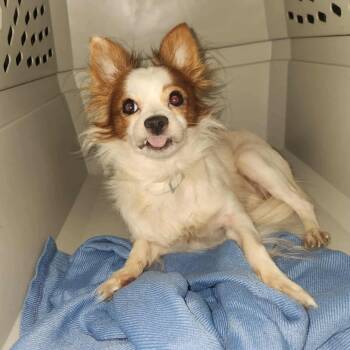 Rescue Chihuahua Dogs for Adoption in Ferndale, Michigan - Richie | PetCurious