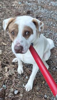 Pit Bull Terrier Dogs Available for Adoption - Ic-11 C Ray | PetCurious