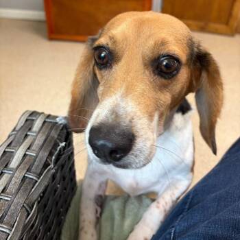 Bubba -  Beagle Dog for Adoption in Sunderland, Maryland - Bubba | PetCurious