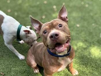 Doc Martens -  American Bulldog and Mixed Breed Dog for Adoption in Gainesville, Florida - Doc Martens | PetCurious