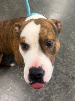 Moose -  Mixed Breed Dog for Adoption in Henderson, North Carolina - Moose | PetCurious