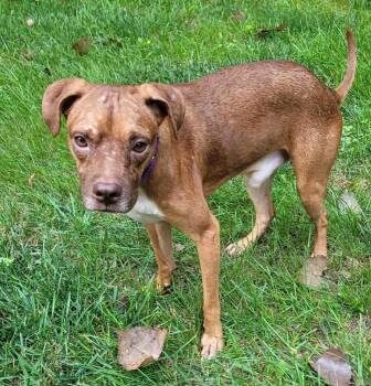 AJ (AO37353) -  Terrier Dog for Adoption in Kansas City, Kansas - AJ (AO37353) | PetCurious