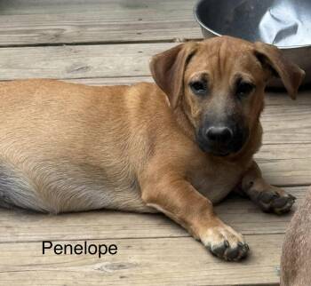 Penolope 4 months AVA 9/30 -  Labrador Retriever Dog for Adoption in Sterling, Massachusetts - Penolope 4 Months AVA 9/30 | PetCurious