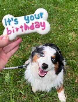 Glacier -  Australian Shepherd Dog for Adoption in Elkland, Pennsylvania - Glacier | PetCurious