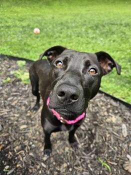 Novi -  Pit Bull Terrier and Mixed Breed Dog for Adoption in Schenectady, New York - Novi | PetCurious