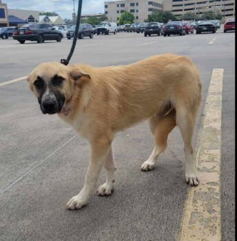 Rescue German Shepherd Dog and Anatolian Shepherd Dogs for Adoption in Winston-salem, North Carolina - Jayden | PetCurious