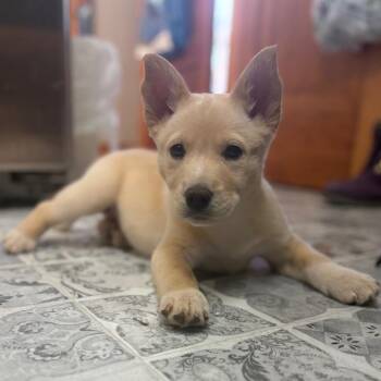 Mixed Breed Dogs Available for Adoption - Marissa | PetCurious