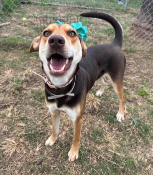 German Shepherd Dog and Australian Kelpie Dogs Available for Adoption in Houston, Texas - Amberina Ballerina | PetCurious