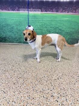 BERNICE -  Parson Russell Terrier Dog for Adoption in Doral, Florida - BERNICE | PetCurious