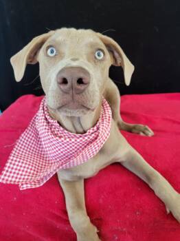 Labrador Retriever and Mixed Breed Dogs Available for Adoption in Leesburg, Alabama - Kit | PetCurious