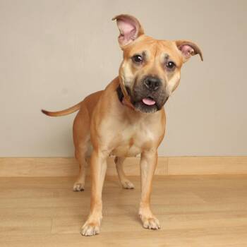 SoHo D71711 -  Pit Bull Terrier Dog for Adoption in Minnetonka, Minnesota - SoHo D71711 | PetCurious