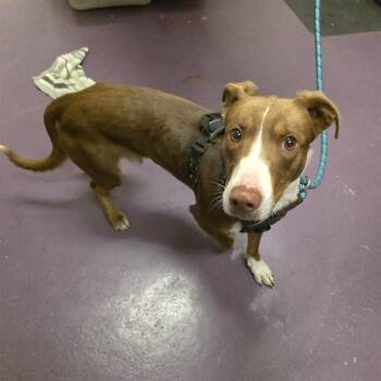 Rescue Terrier and Pit Bull Terrier Dogs for Adoption in Long Beach, California - RORY | PetCurious