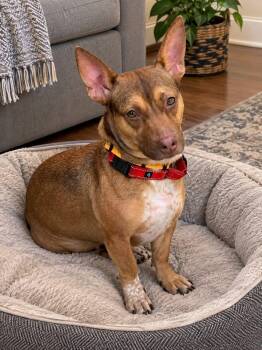 Sugar -  Australian Kelpie Dog for Adoption in Douglas, Massachusetts - Sugar | PetCurious
