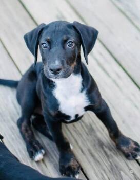 Doritos -  Hound Dog for Adoption in Germantown, Ohio - Doritos | PetCurious