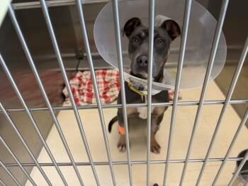 Doberman Pinscher and Pit Bull Terrier Dogs Available for Adoption in Kalamazoo, Michigan - Micah | PetCurious