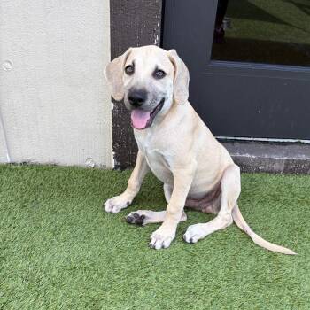 Waylen 3333 -  Black Mouth Cur and Mixed Breed Dog for Adoption in Loxahatchee Groves, Florida - Waylen 3333 | PetCurious