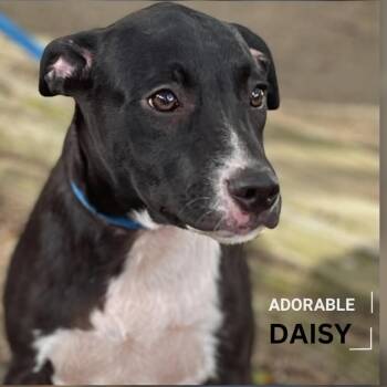 Rescue Border Collie and Black Mouth Cur Dogs for Adoption in Wadena, Minnesota - Daisy Ll | PetCurious