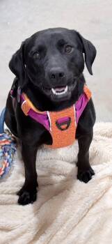Black Labrador Retriever Dogs Available for Adoption - June Carter | PetCurious