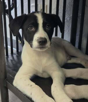 Labrador Retriever and Australian Shepherd Dogs Available for Adoption - Colby The Lab Mix Puppy | PetCurious