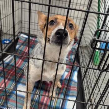 Maizy -  Mixed Breed Dog for Adoption in Jeffersonville, Indiana - Maizy | PetCurious