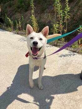 Risha -  Jindo Dog for Adoption in New York, New York - Risha | PetCurious