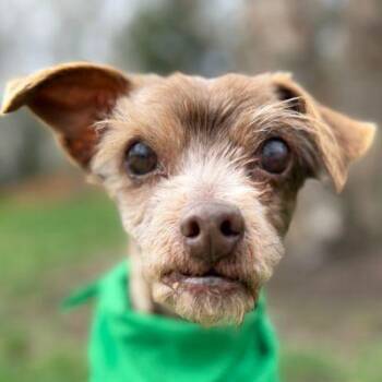 Terrier and Shih Tzu Dogs Available for Adoption - Nugget | PetCurious