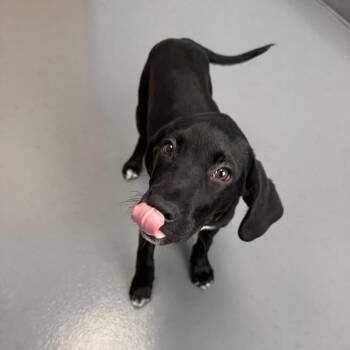 Eddie -  Black Labrador Retriever and Mixed Breed Dog for Adoption in Roanoke, Virginia - Eddie | PetCurious