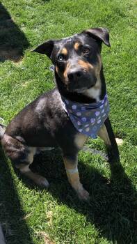 Rescue Husky Dogs for Adoption in Mentone, California - Ghost | PetCurious