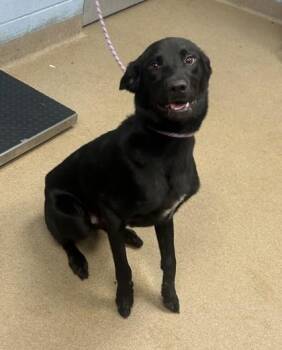 Bowen -  Mixed Breed Dog for Adoption in Chamblee, Georgia - Bowen | PetCurious