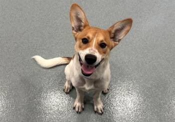 Rescue Australian Cattle Dog Blue Heeler and Mixed Breed Dogs for Adoption in Moreno Valley, California - A546411 | PetCurious