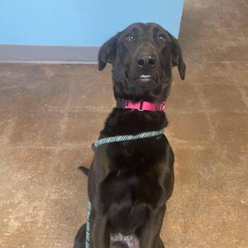 Black Labrador Retriever Dogs Available for Adoption - Louise | PetCurious
