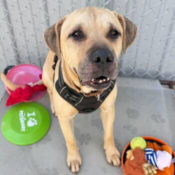 Magnus -  Mixed Breed Dog for Adoption in Warren, Ohio - Magnus | PetCurious
