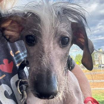 Rescue Chinese Crested Dog Dogs for Adoption in Fredericksburg, Virginia - Bucaroo | PetCurious