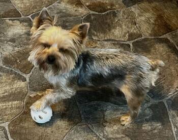 Yorkshire Terrier Dogs Available for Adoption - Bentley | PetCurious