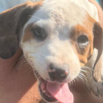 Mixed Breed Dogs Available for Adoption in Quincy, Florida - KAMILA | PetCurious