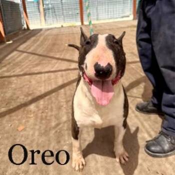 Oreo -  Bull Terrier Dog for Adoption in Palm Desert, California - Oreo | PetCurious