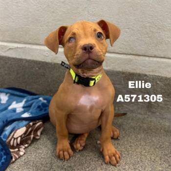 ELLIE -  Pit Bull Terrier and Mixed Breed Dog for Adoption - ELLIE | PetCurious