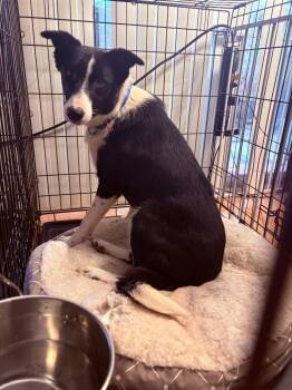 Sport -  Border Collie Dog for Adoption in Indianapolis, Indiana - Sport | PetCurious